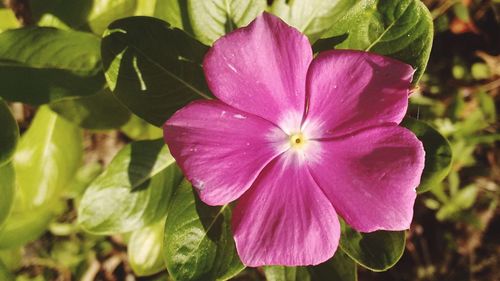 Close-up of purple flower blooming outdoors
