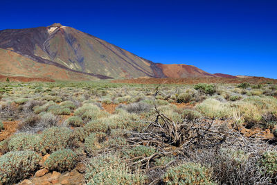 Plants growing at el teide national park against clear blue sky