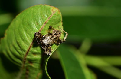 Close-up of spider on leaf