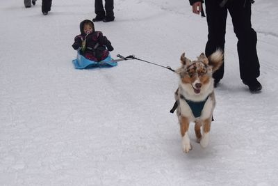 Dog pulling baby girl on snow