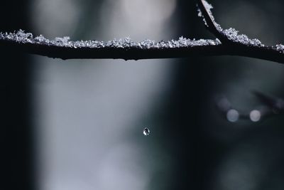 Close-up of raindrops on tree during rainy season