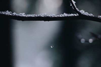 Close-up of raindrops on branch during rainy season