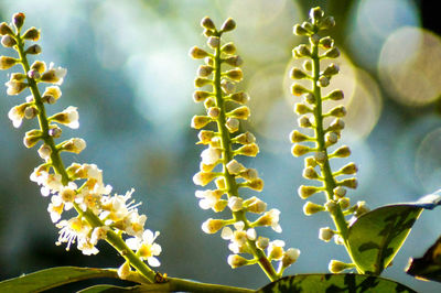 Close-up of yellow flower