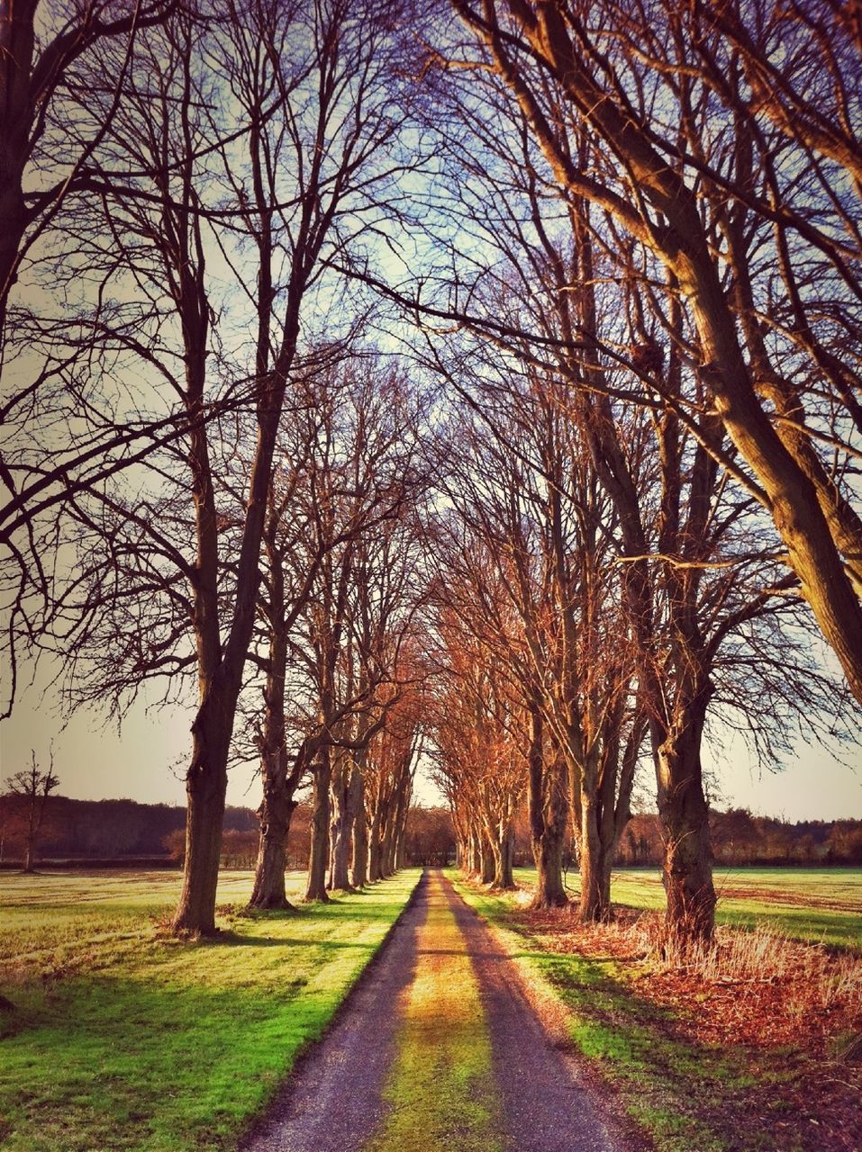 the way forward, diminishing perspective, tree, vanishing point, bare tree, transportation, road, tranquility, tranquil scene, empty road, country road, treelined, long, nature, empty, landscape, dirt road, branch, grass, scenics