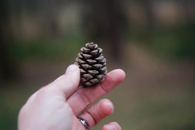 Close-up of hand holding pine cone