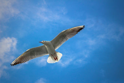 Low angle view of seagull flying in sky