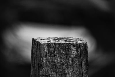 Close-up of wooden tree stump