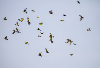 Low angle view of birds flying in the sky