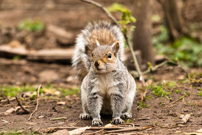 Cute squirrel saying hello at stanley park blackpool