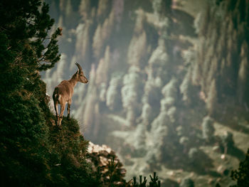 Deer standing in a forest