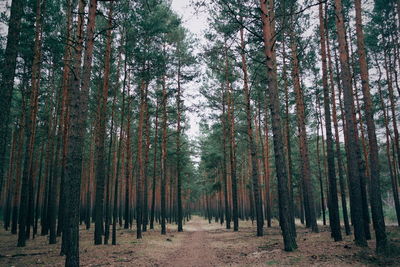 Low angle view of trees growing on field in forest