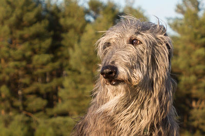 Close-up of a dog looking away