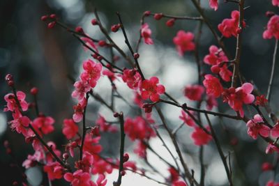 Close-up of red blooming flowers