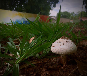 Close-up of mushroom growing on field