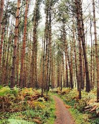 Road passing through forest