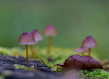 Close-up of mushroom growing on field