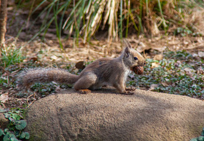 Side view of squirrel on land