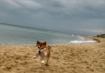 Dog on beach