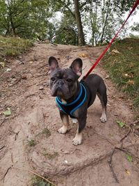 Portrait of a dog