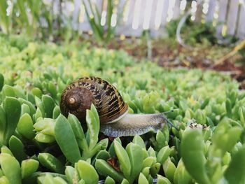 Close-up of snail on plants