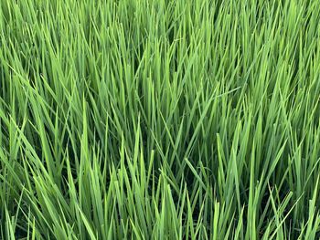Full frame shot of rice paddy