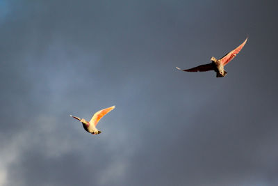 Low angle view of bird flying against sky