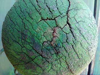 Close-up of leaf on tree trunk