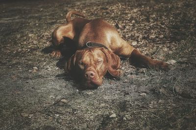 Close-up of dog relaxing outdoors