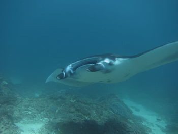 Manta ray swimming 