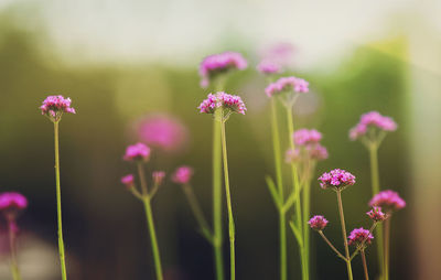 Close-up of pink flowering plants