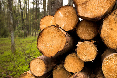 Close-up of logs in forest