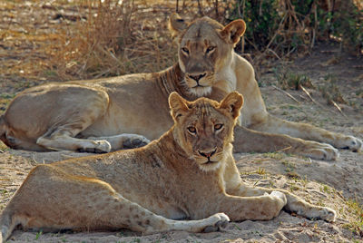 Lion relaxing outdoors