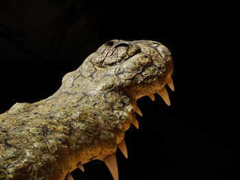 Close-up of crocodile mouth