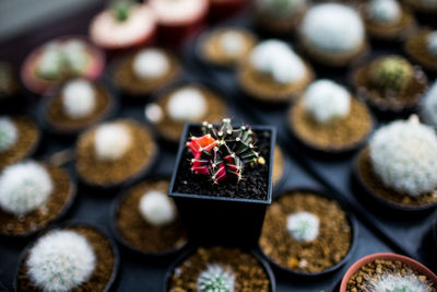 High angle view of dessert on table