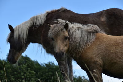 Horses in a horse