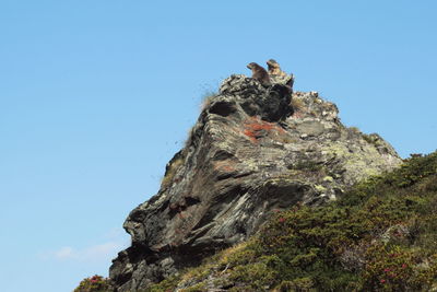 Low angle view of lizard on rock against clear blue sky