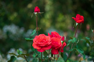 Close-up of red rose