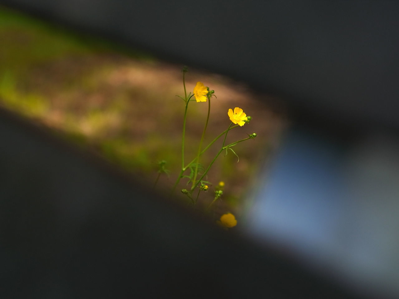 CLOSE-UP OF YELLOW FLOWERING PLANTS