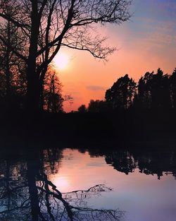 Silhouette of trees during sunset