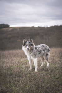 A border collie stands in the fields with his tongue sticking out