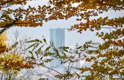 Low angle view of plants by lake against sky