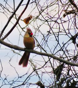 Low angle view of bird perching on tree