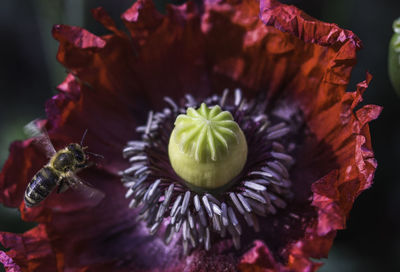 Close-up of bee flying near poppy