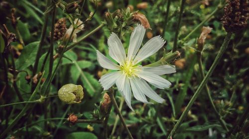 Close-up of flowers blooming outdoors