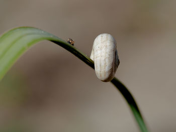 Close-up of buds on plant