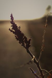 Close-up of dry plant against sky