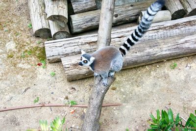 High angle view of lizard on tree trunk