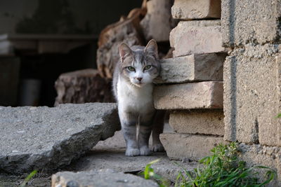 Portrait of cat sitting on stone wall