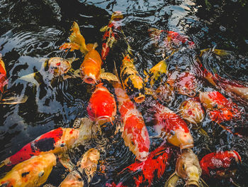 High angle view of koi carps swimming in lake