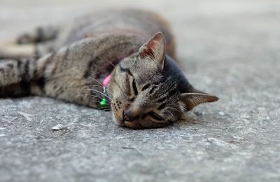 Cat lying on footpath